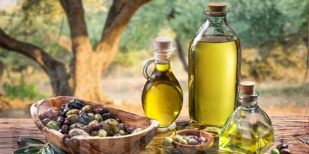 Tuberculose de l’olivier en Tunisie : les agriculteurs appelés à renforcer la prévention